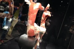 BODY WORLDS - The Happiness Project