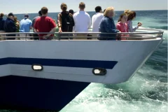 Boston Whale Watching