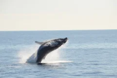 Boston Whale Watching