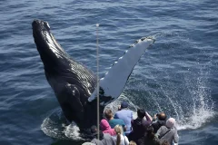 Boston Whale Watching