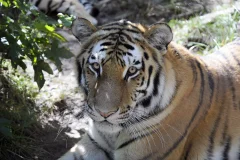 Bronx Zoo