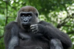 Bronx Zoo