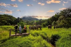 Bukit Elephant Park