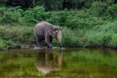 Bukit Elephant Park