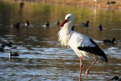 Cañada de los Pájaros