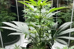 Cannabis Museum Amsterdam