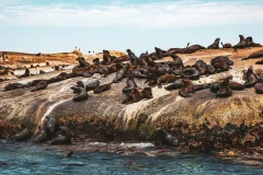 Cape Town Sightseeing Cruises