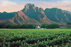 Cape Town Wine Tours