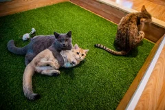 Cat Museum Budapest