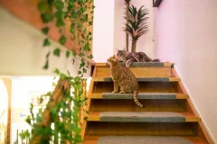 Cat Museum Budapest