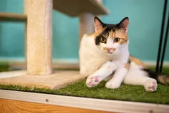 Cat Museum Budapest