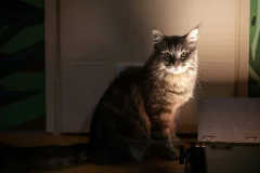 Cat Museum Budapest