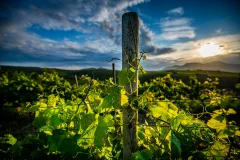 Celler Martín Faixó - Sa Perafita