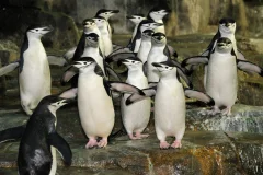 Central Park Zoo