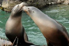 Central Park Zoo