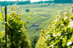 Champagne Day Trips from Paris