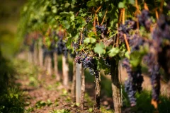Chianti Wine Tours from Florence