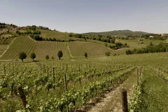 Chianti Wine Tours from Florence