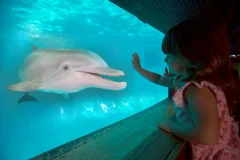 Clearwater Marine Aquarium