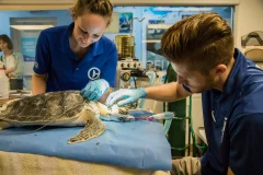 Clearwater Marine Aquarium