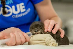 Clearwater Marine Aquarium