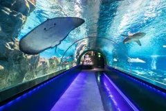 COEX Aquarium