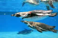 COEX Aquarium