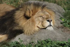 Colchester Zoological Society