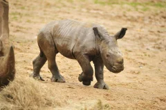 Colchester Zoological Society