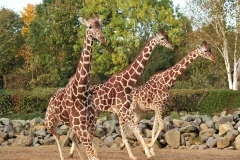 Colchester Zoological Society