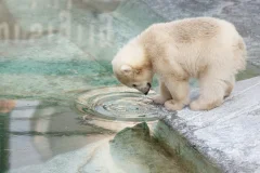 Copenhagen ZOO