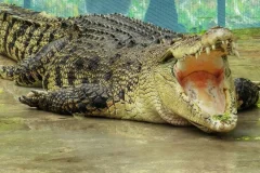 Crocodile Adventureland Langkawi