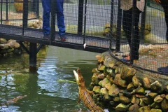 Crocodile Adventureland Langkawi