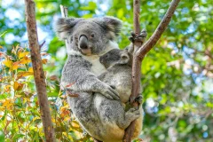 Currumbin Wildlife Sanctuary