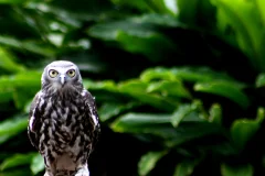 Currumbin Wildlife Sanctuary