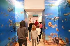 DaDoM - Darwin Dohrn Museum