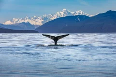 Day Trips from Christchurch