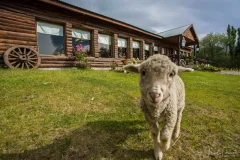 Day Trips from El Calafate