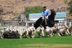 Day Trips from El Calafate