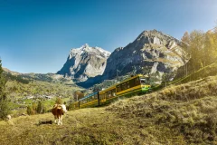 Day Trips from Interlaken