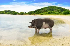 Day Trips from Koh Samui