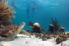Day Trips from Riviera Maya