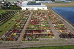 De Tulperij