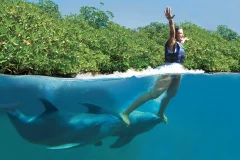 Delphinus Xcaret