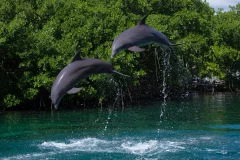 Delphinus Xcaret