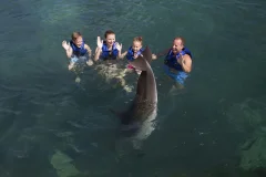 Delphinus Xcaret