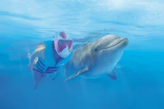 Delphinus Xcaret
