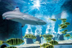 Discovery Cove