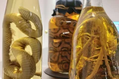Disgusting Food Museum Berlin