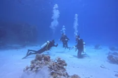Diving Experience in the Red Sea